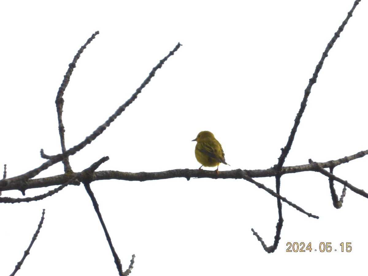 Yellow Warbler - ML619210453