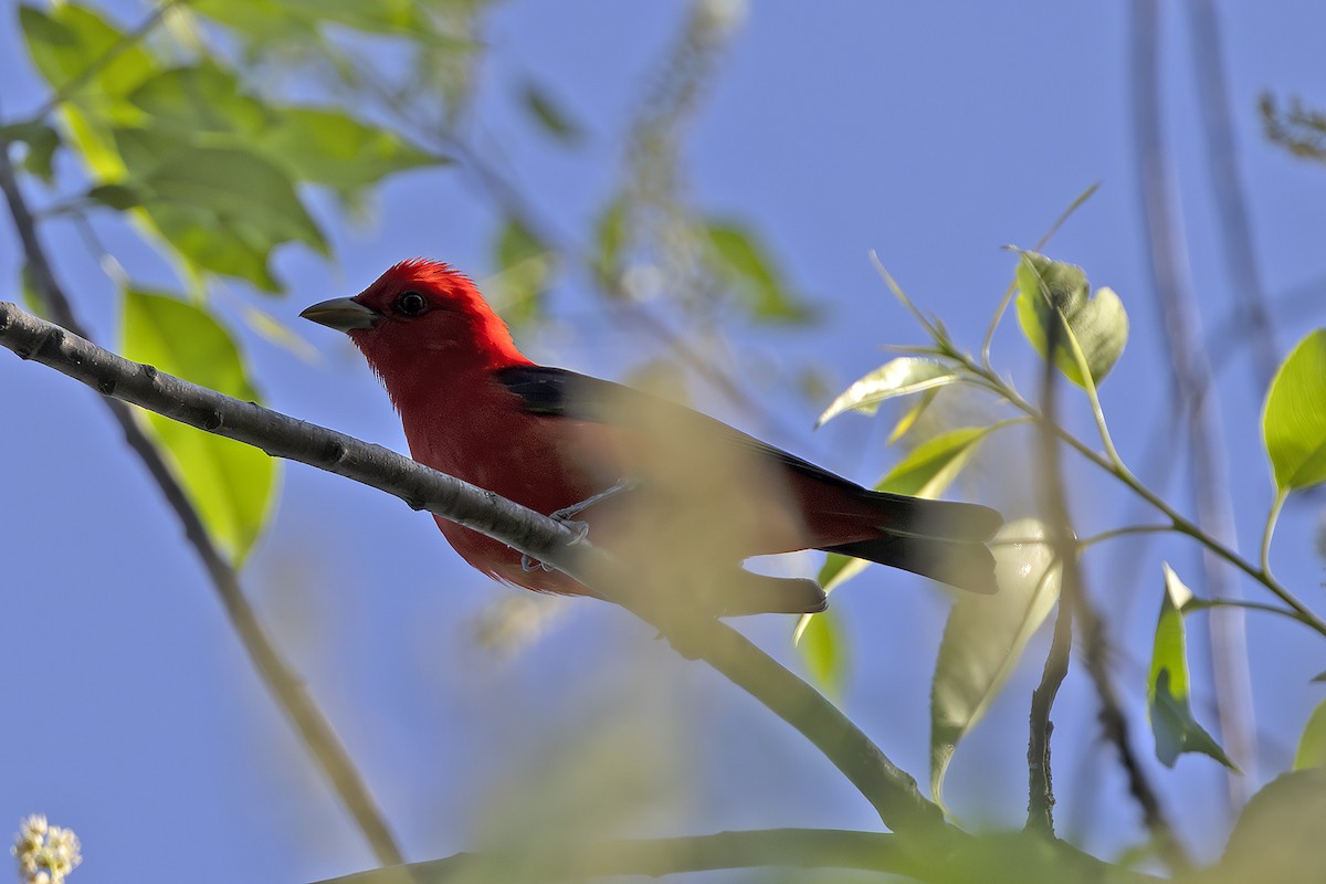 Scarlet Tanager - Edith Auchter