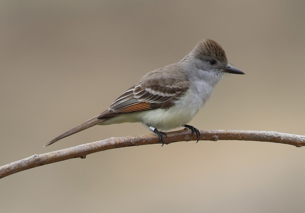 Ash-throated Flycatcher - Michael Pazzani