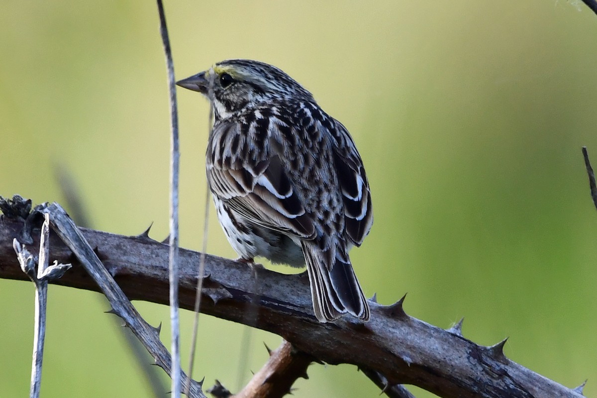 Savannah Sparrow - Steve Hawes