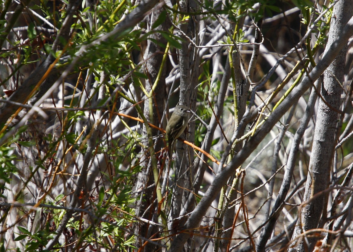 Hammond's Flycatcher - William Clark