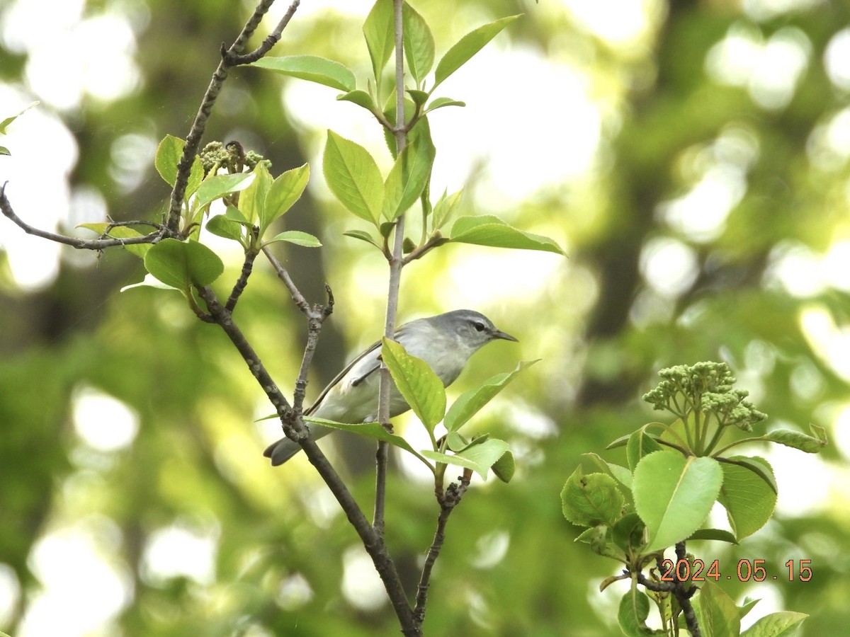 Tennessee Warbler - Lyne Pelletier