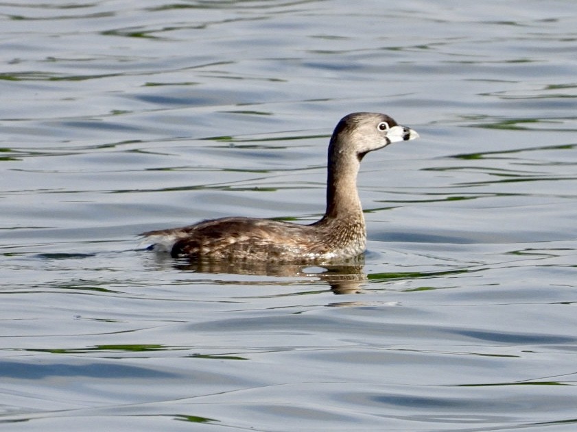 Pied-billed Grebe - Rosanne Petrich