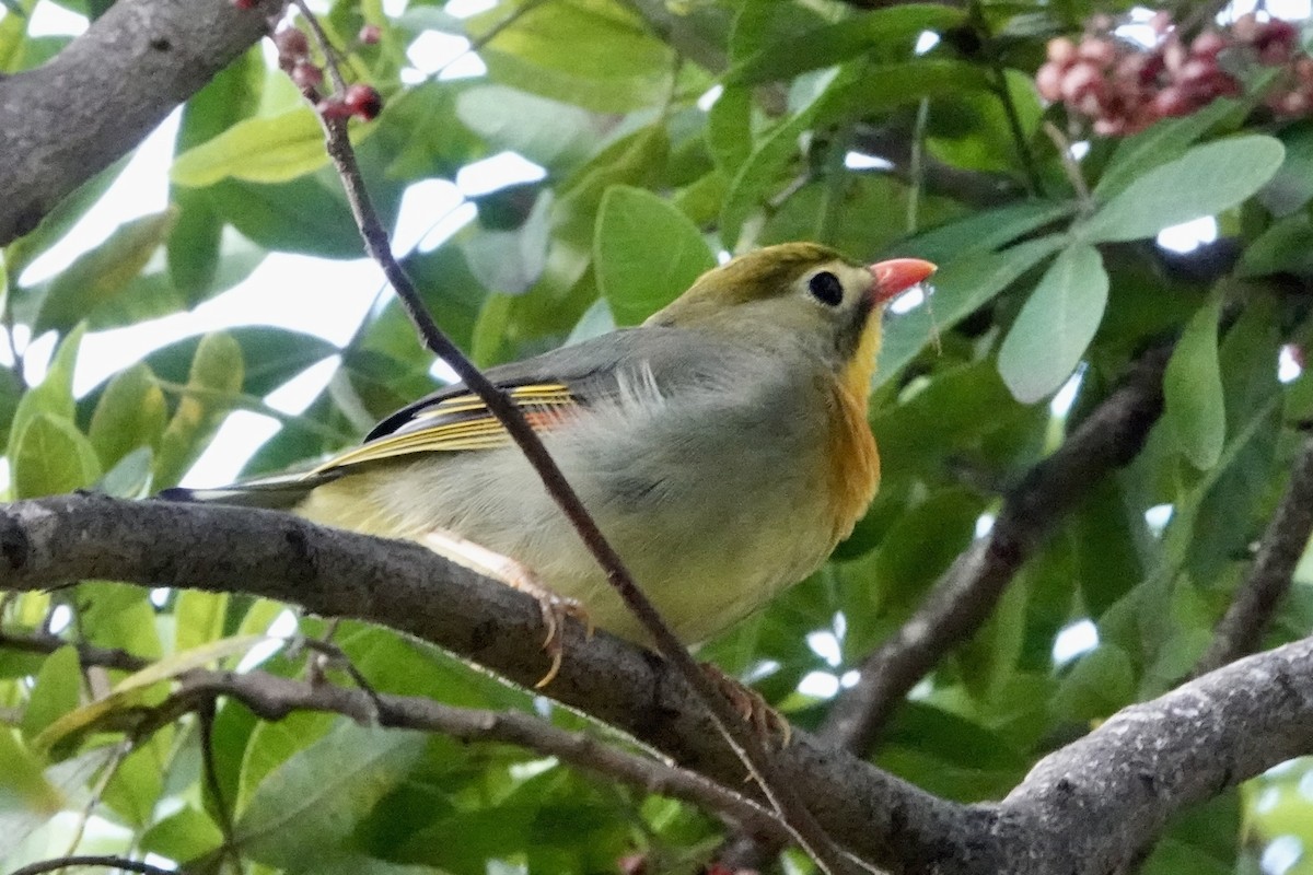 Red-billed Leiothrix - ML619210491