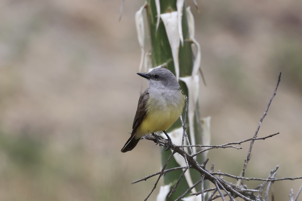 Western Kingbird - ML619210494