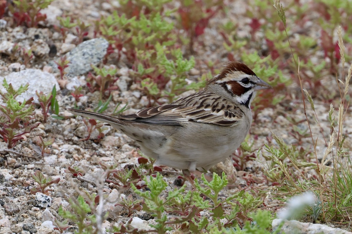 Lark Sparrow - Michael Pazzani