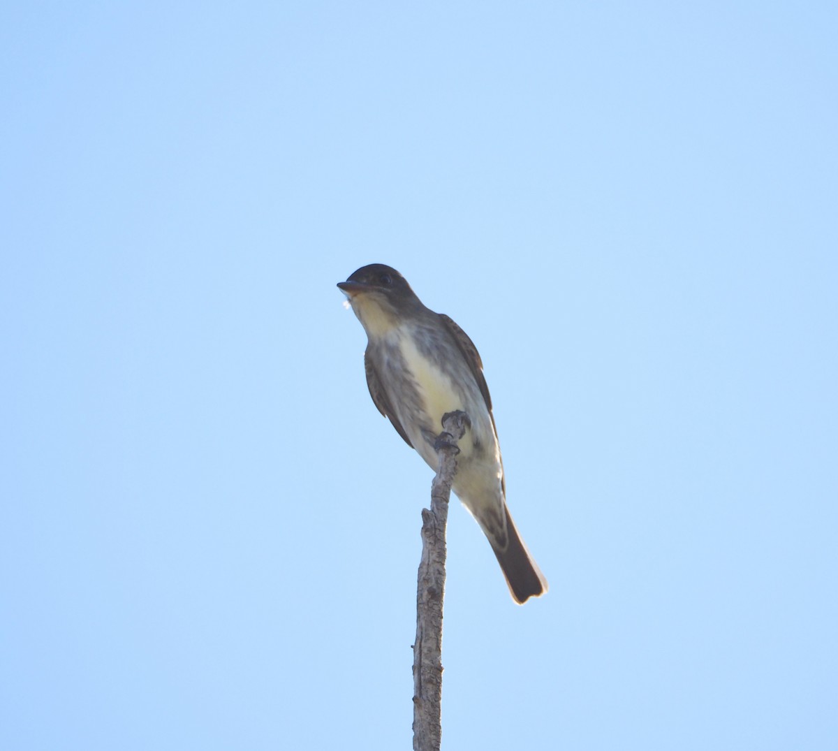 Olive-sided Flycatcher - Bob Nieman