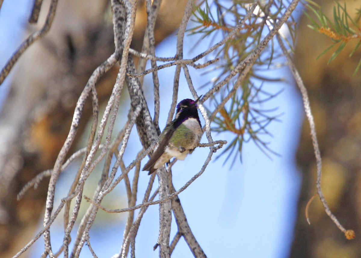 Costa's Hummingbird - William Clark