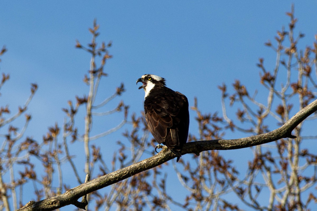 Osprey - Yifei Ma