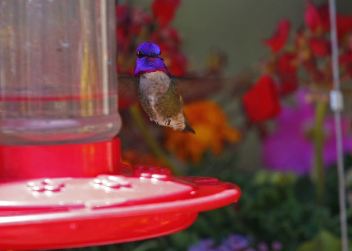 Costa's Hummingbird - William Clark