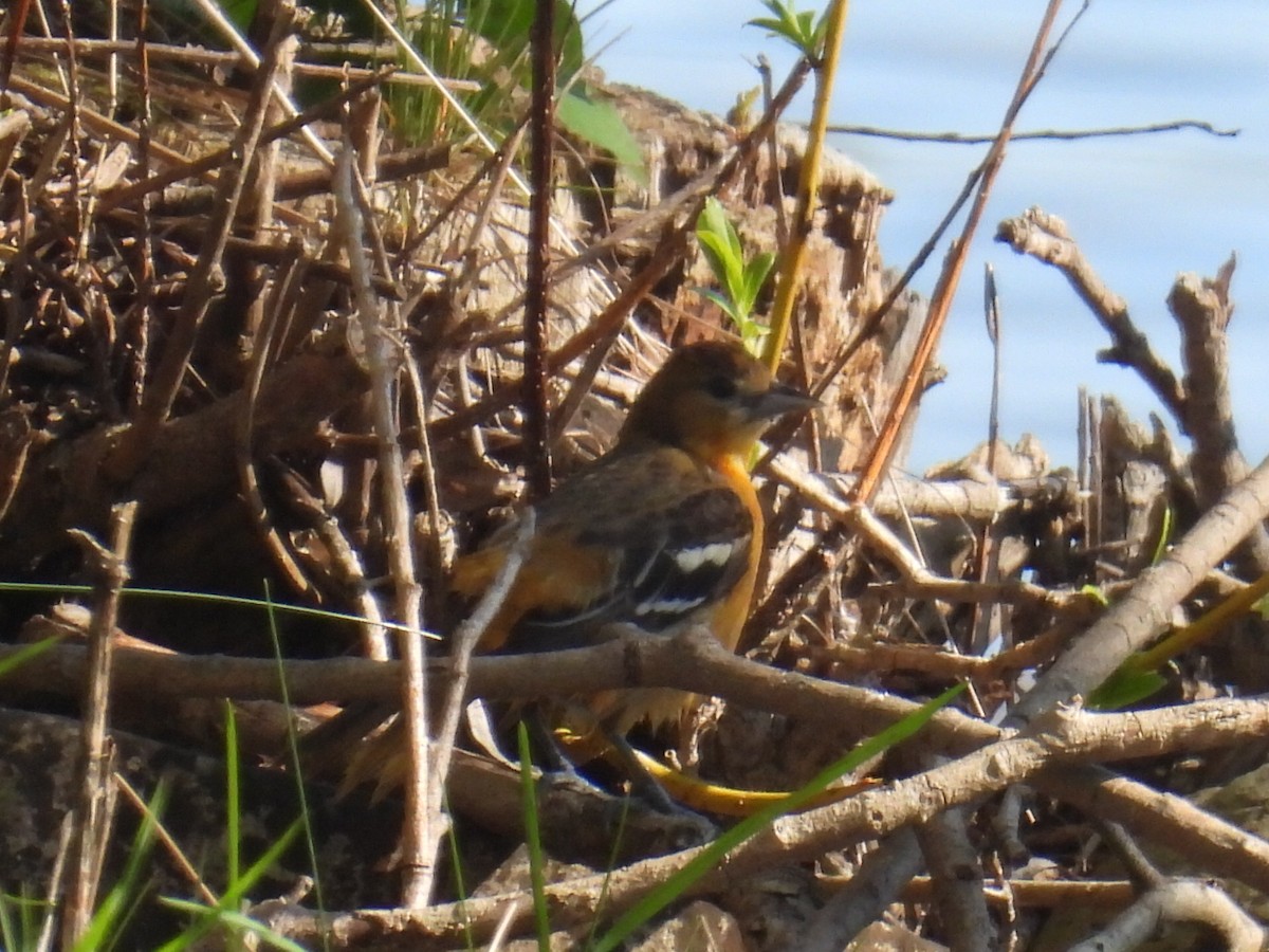 Baltimore Oriole - ML619210516