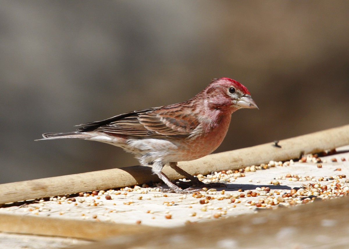 Cassin's Finch - William Clark