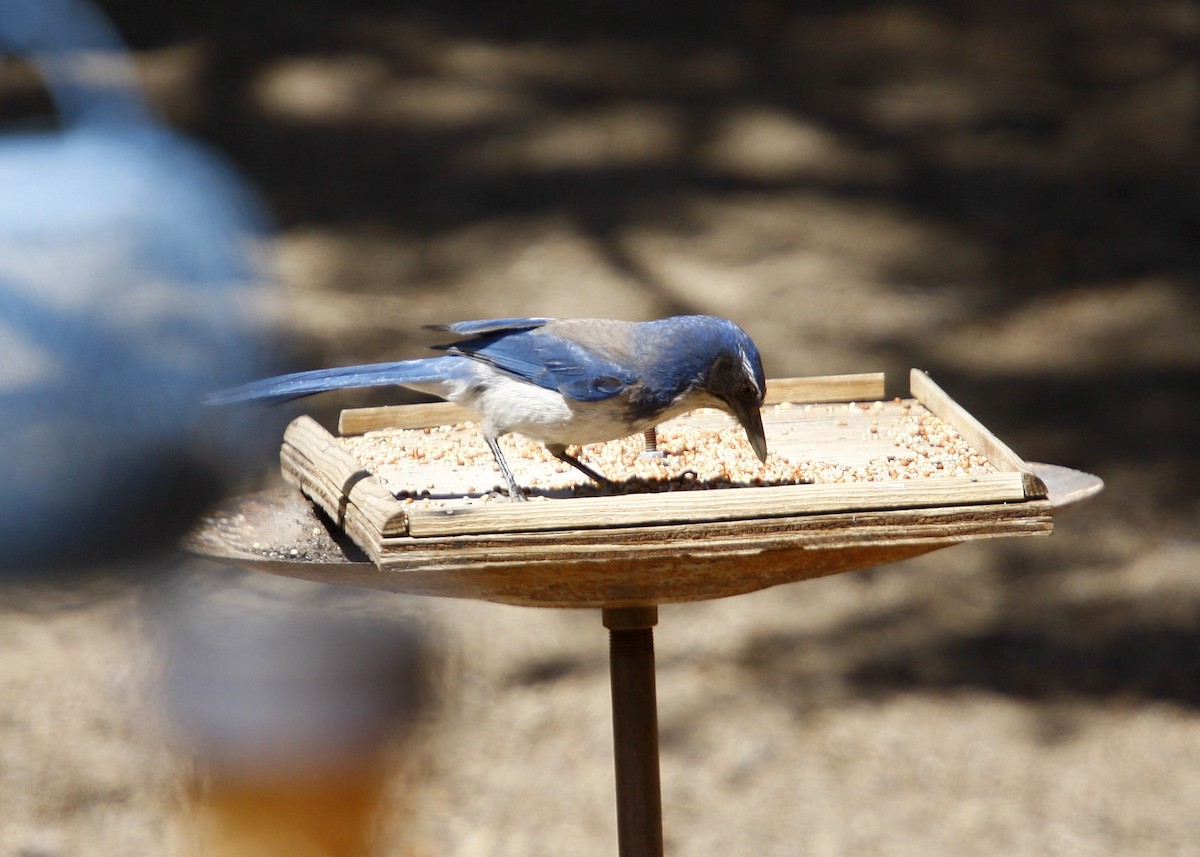 California Scrub-Jay - William Clark