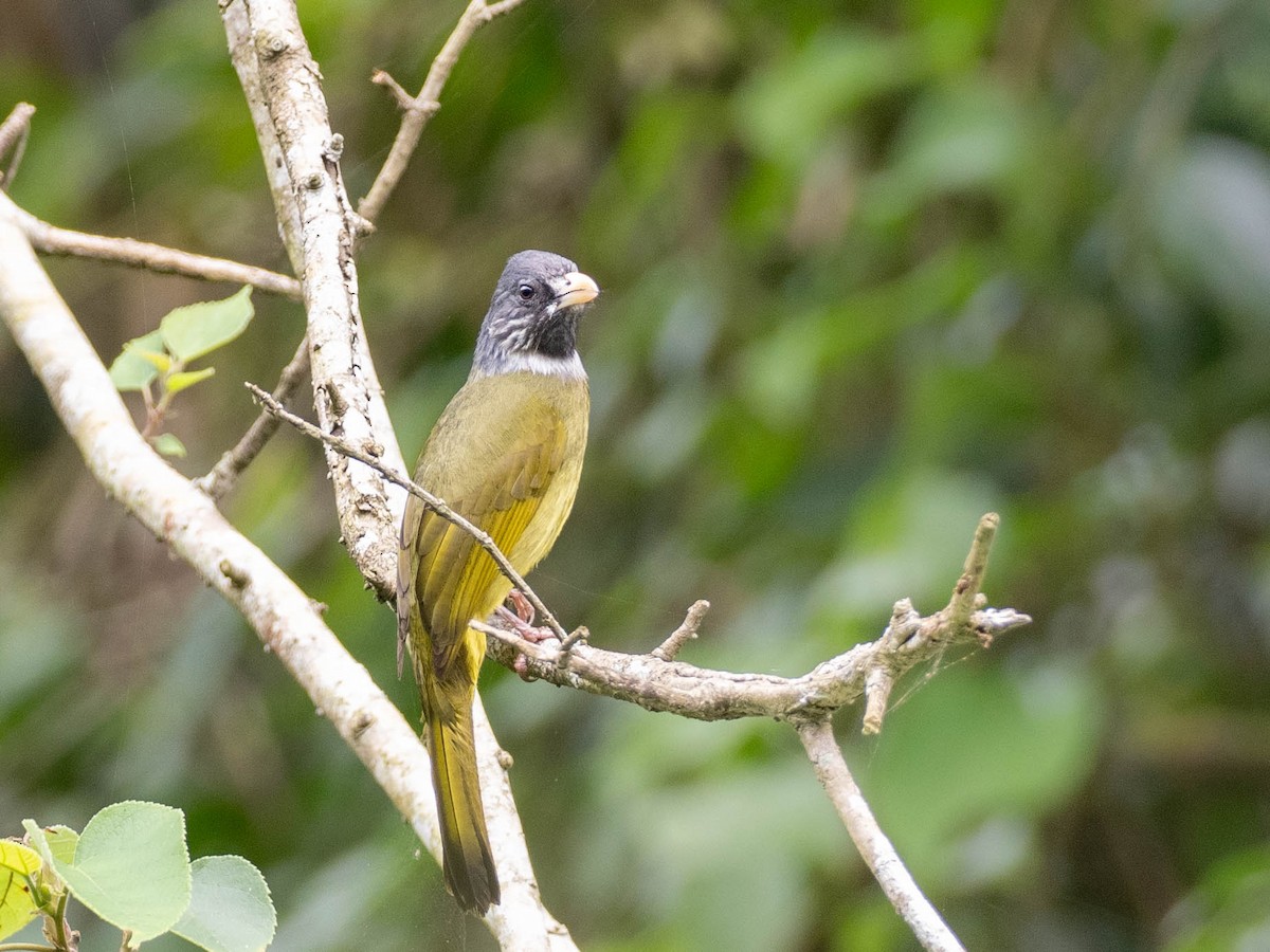 Collared Finchbill - ML619210536