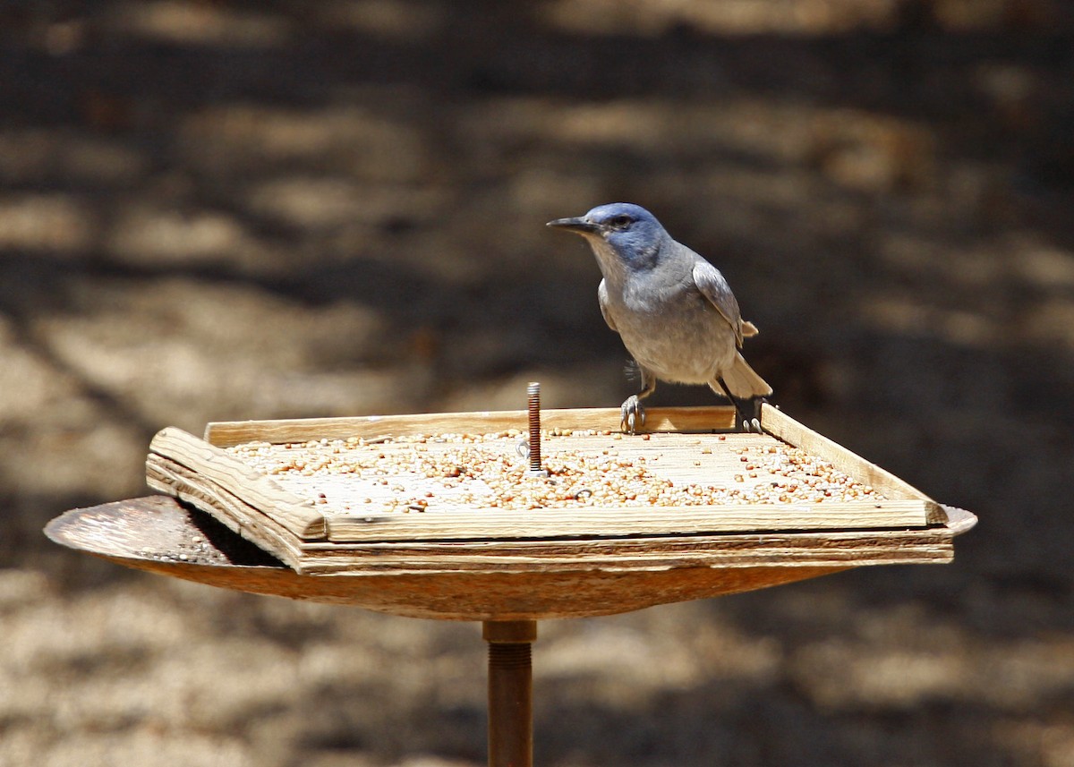 Pinyon Jay - William Clark