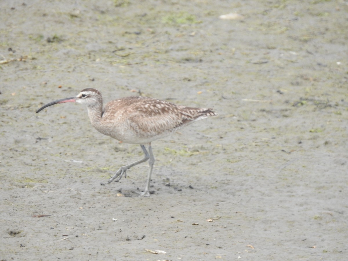 Whimbrel - Layton Pace