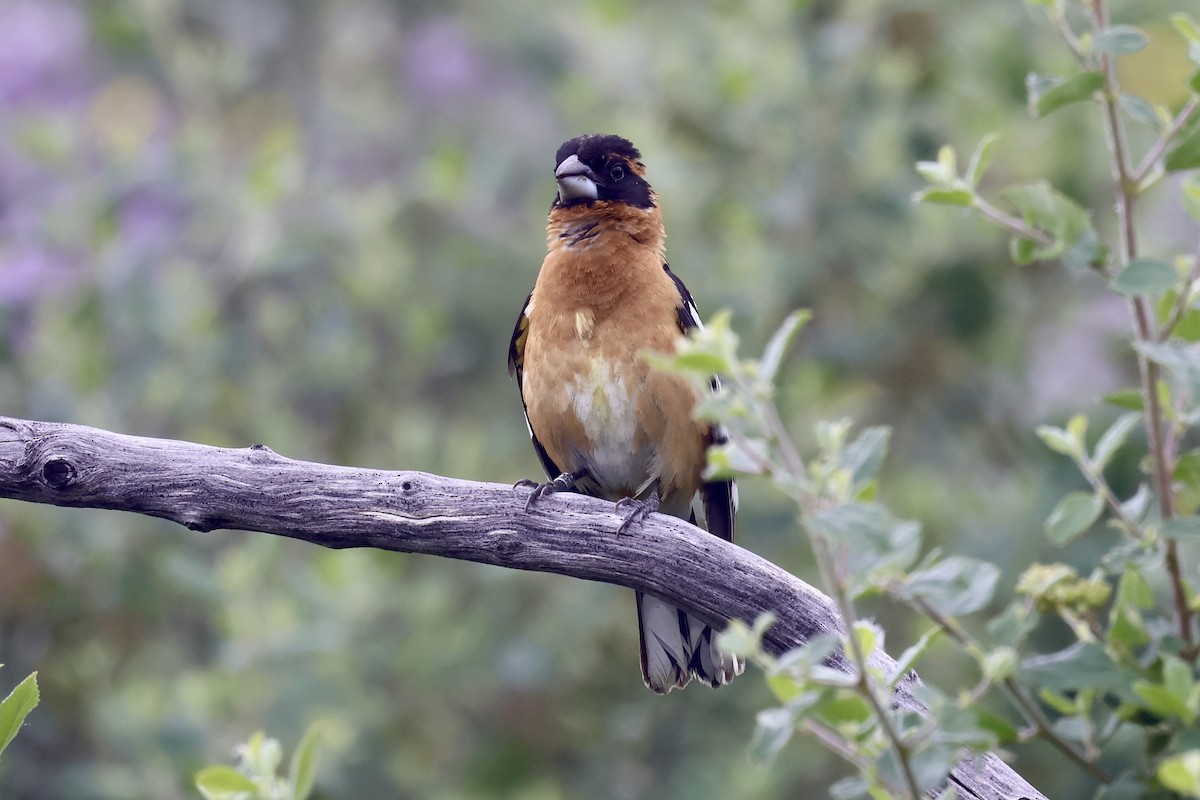 Black-headed Grosbeak - Michael Pazzani