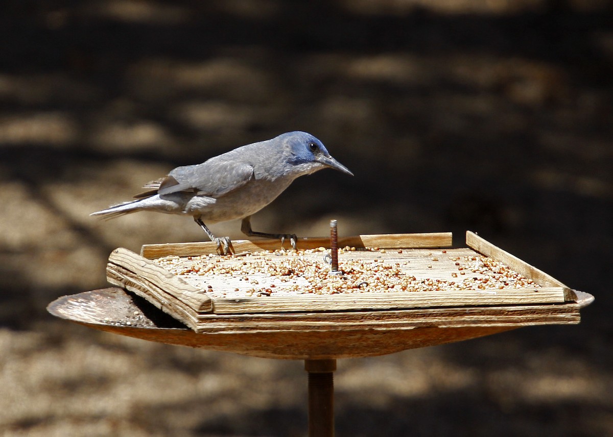 Pinyon Jay - William Clark