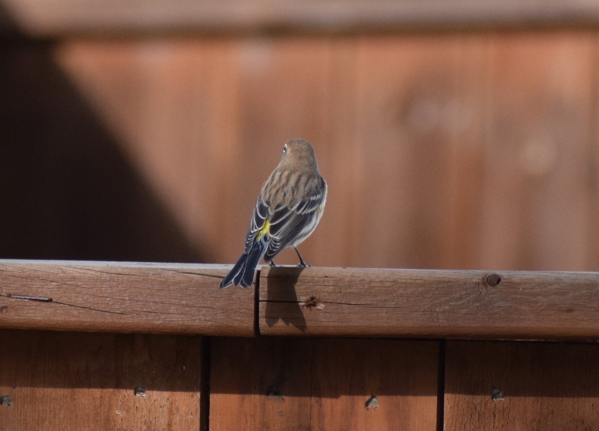 Yellow-rumped Warbler - Richard Buist