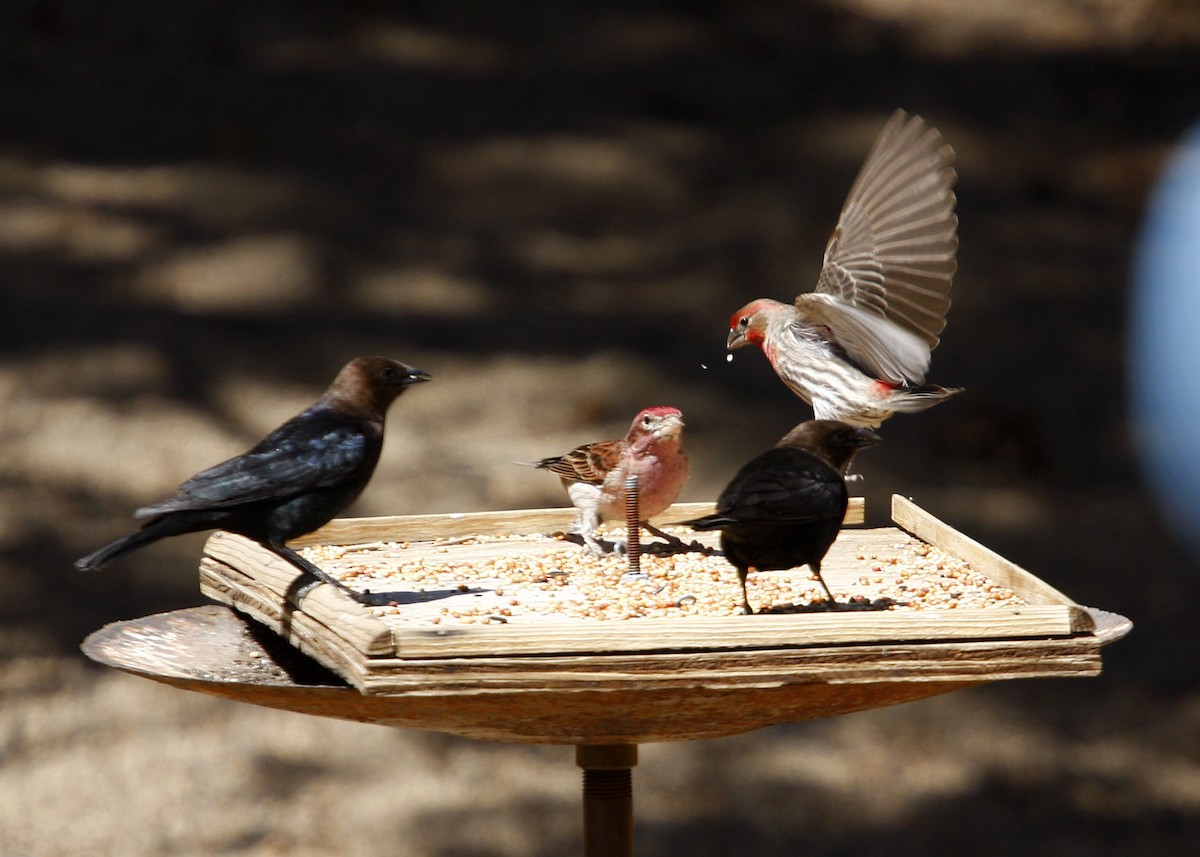 Brown-headed Cowbird - William Clark