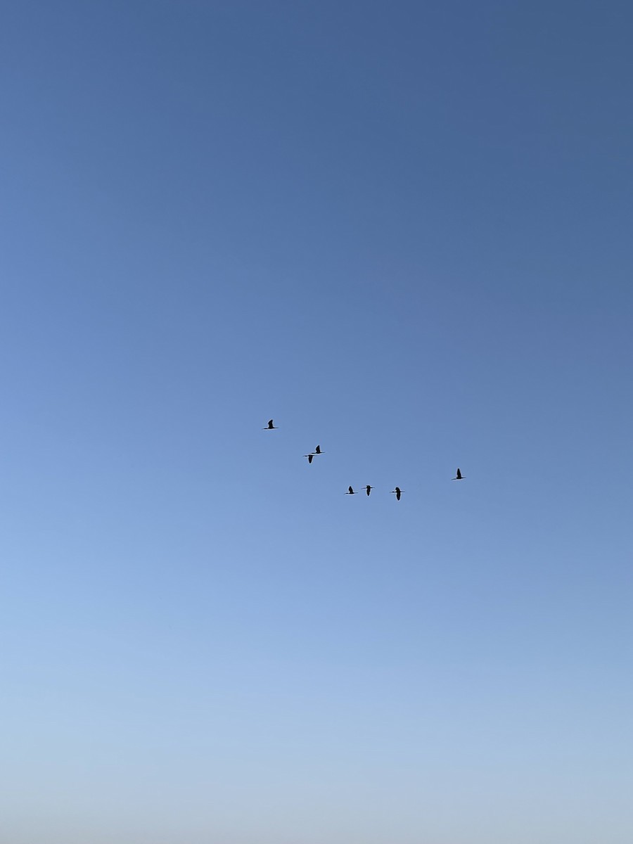 White-faced Ibis - Chris Henry