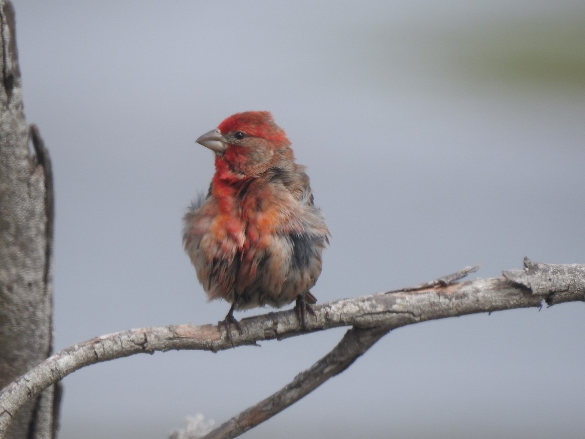 House Finch - Layton Pace