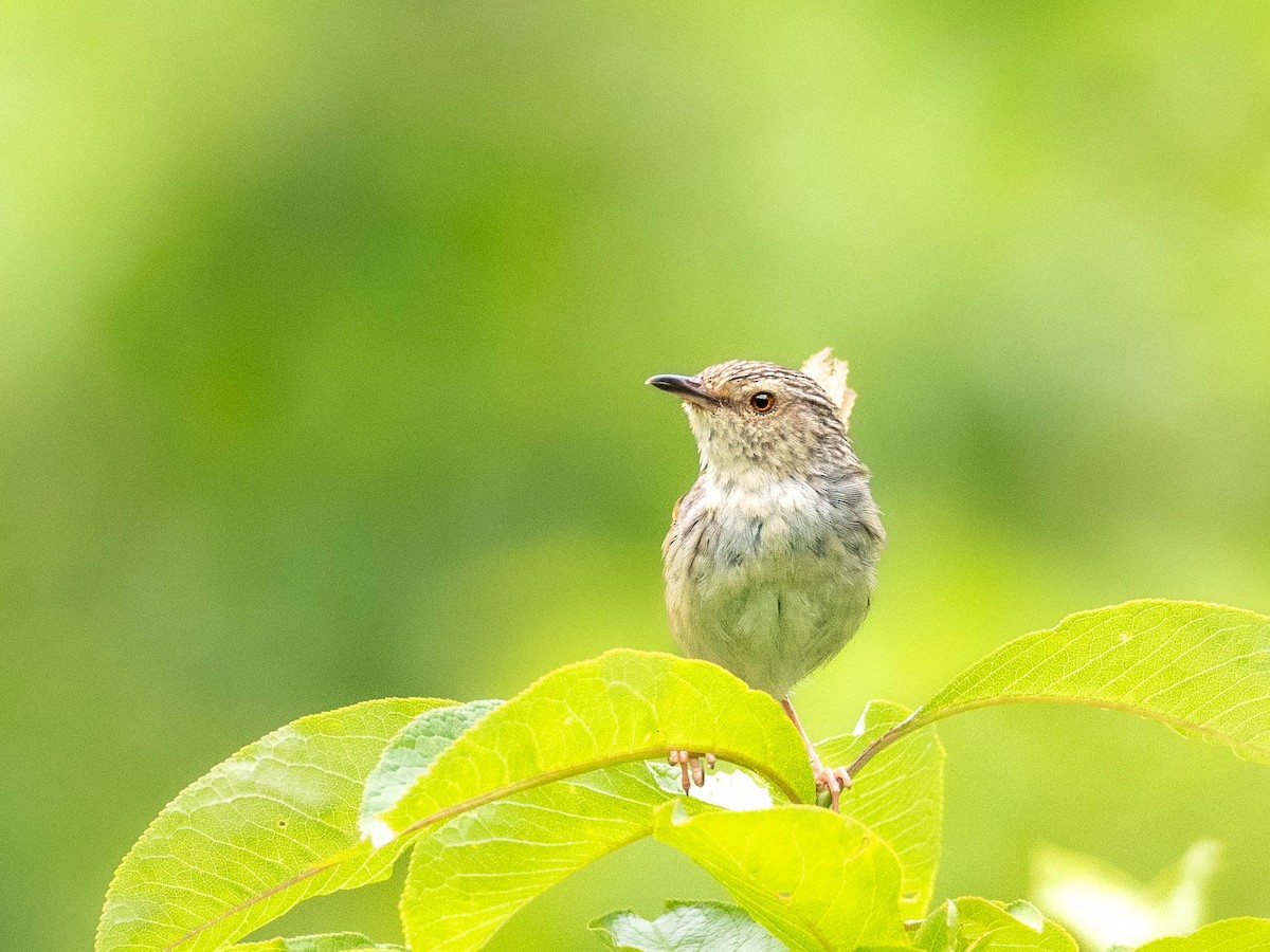 Striped Prinia - Rachael Kaiser