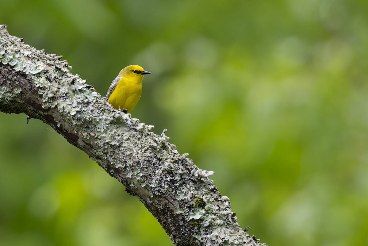 Blue-winged Warbler - Mitchell Goldfarb