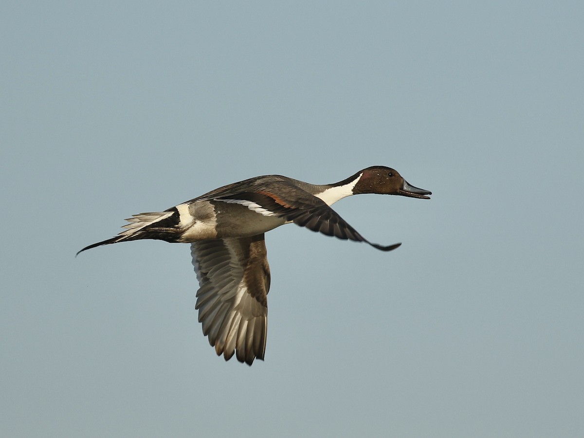 Northern Pintail - Russ Morgan