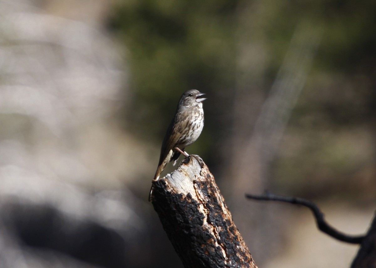 Fox Sparrow - William Clark