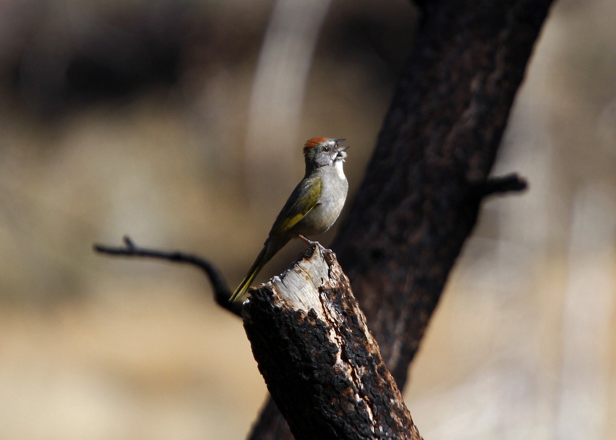 Green-tailed Towhee - ML619210597