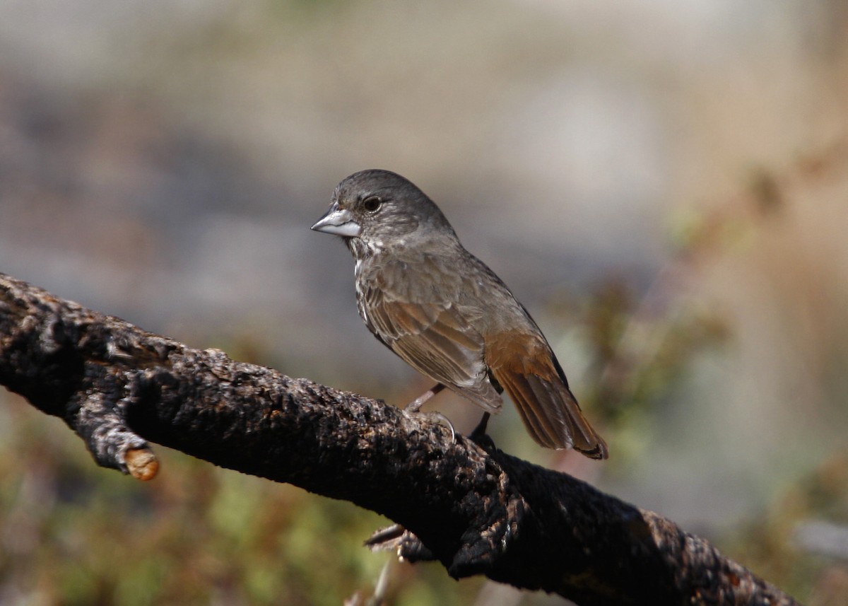 Fox Sparrow - William Clark