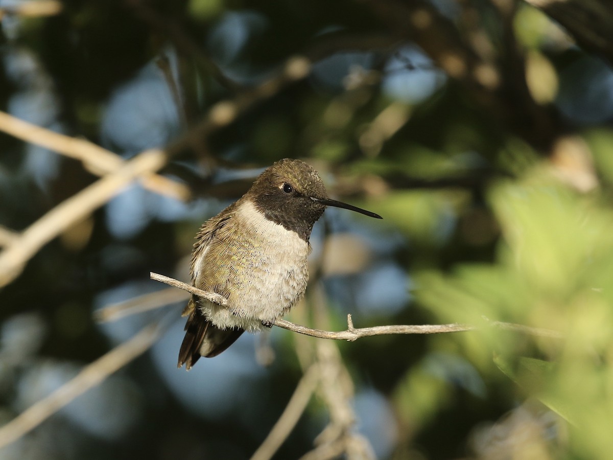 Black-chinned Hummingbird - Russ Morgan