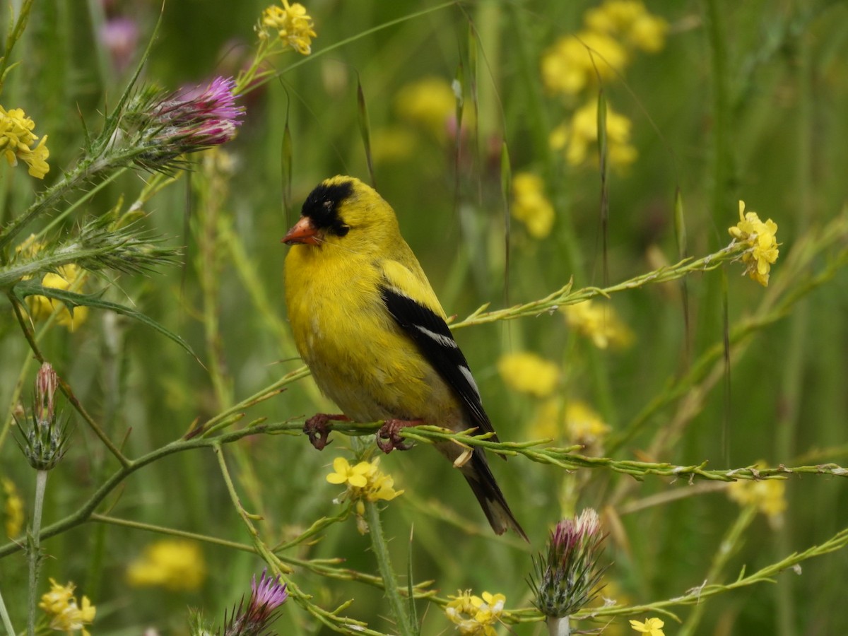 American Goldfinch - Patti Northam