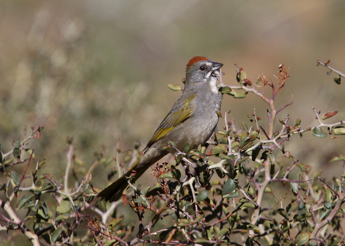 Green-tailed Towhee - William Clark