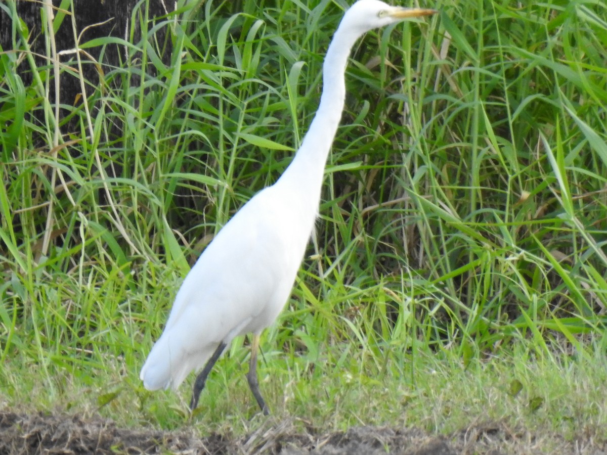 Great Egret - Monica Mesch