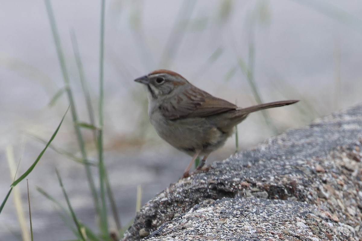 Rufous-crowned Sparrow - Michael Pazzani