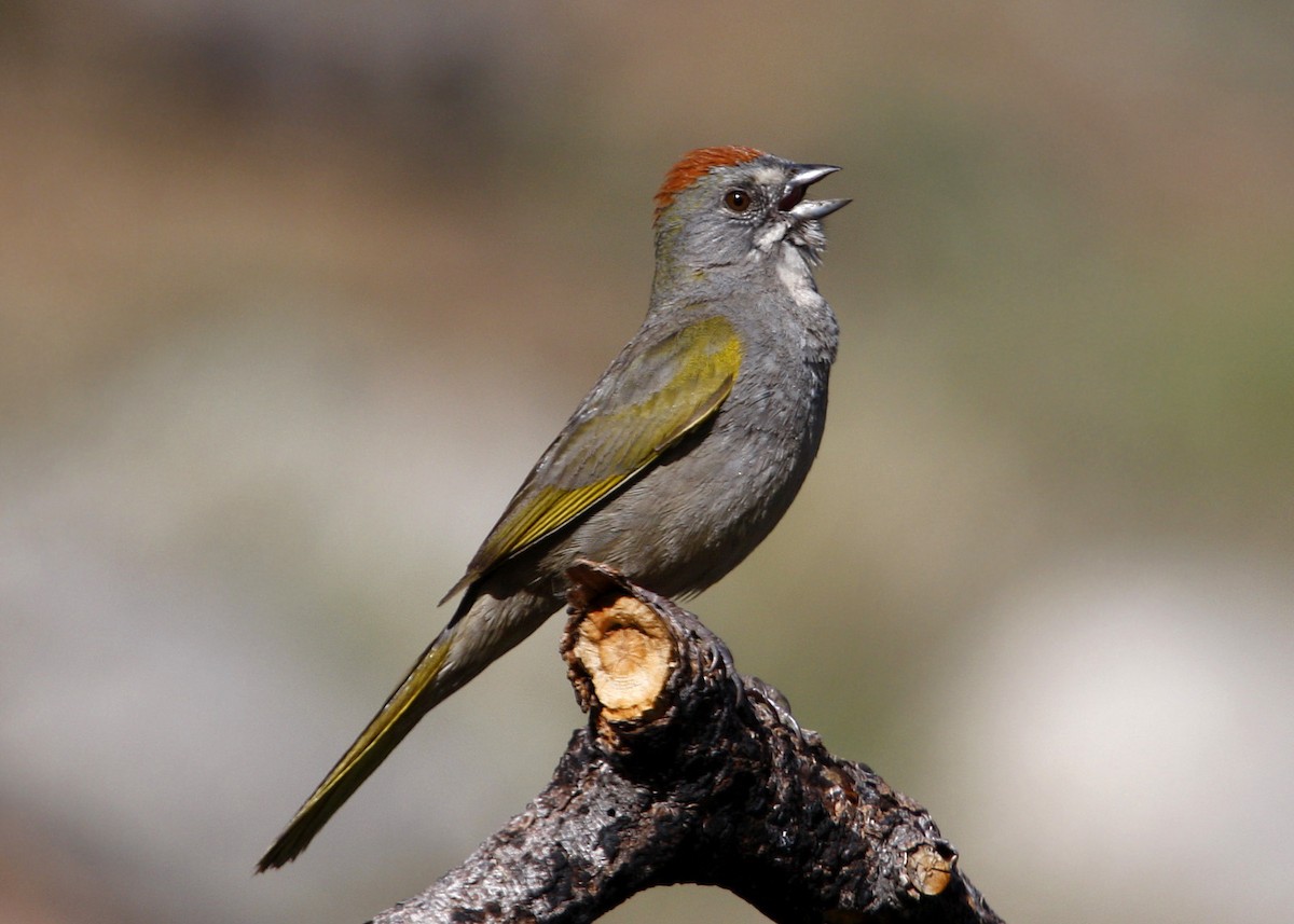 Green-tailed Towhee - William Clark