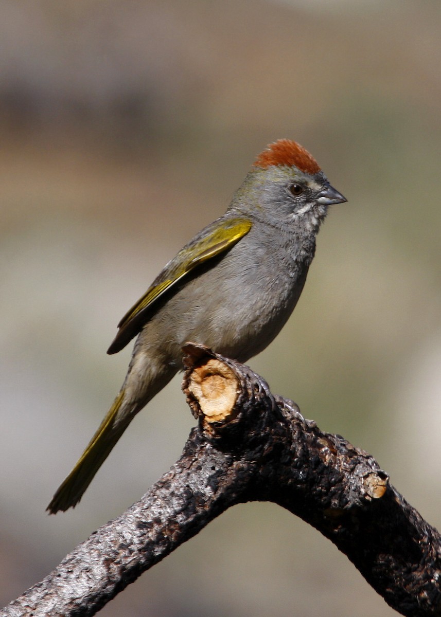 Green-tailed Towhee - William Clark