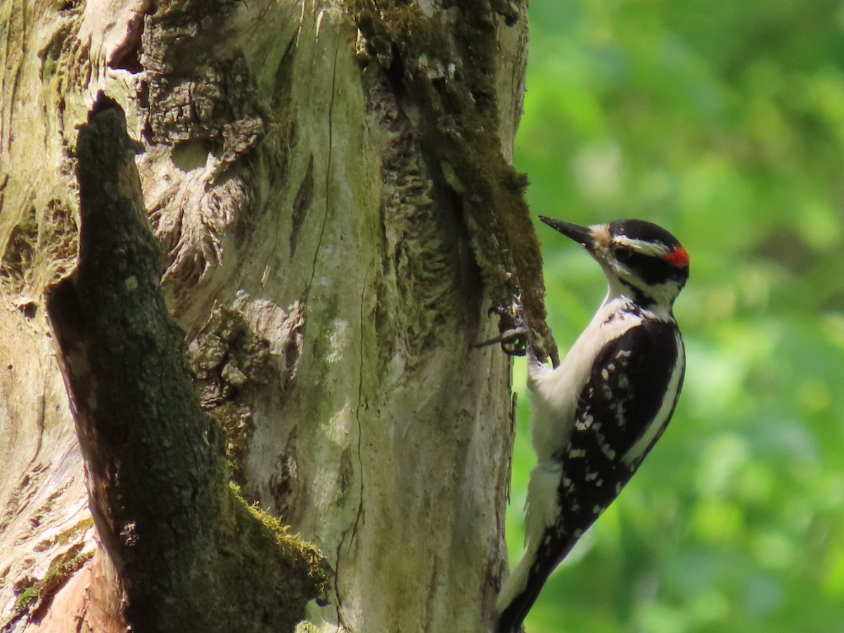 Hairy Woodpecker - Ericka Albright