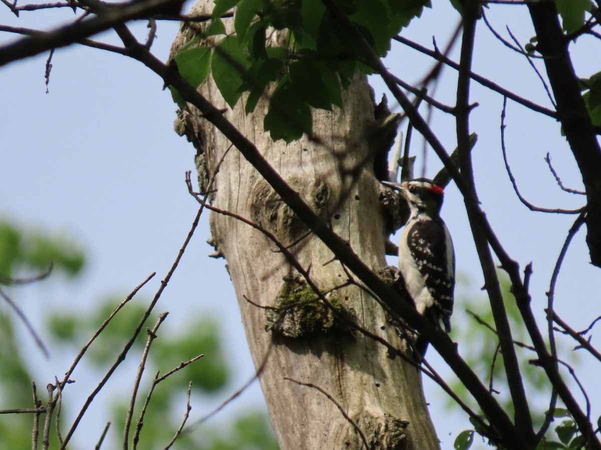 Hairy Woodpecker - Ericka Albright