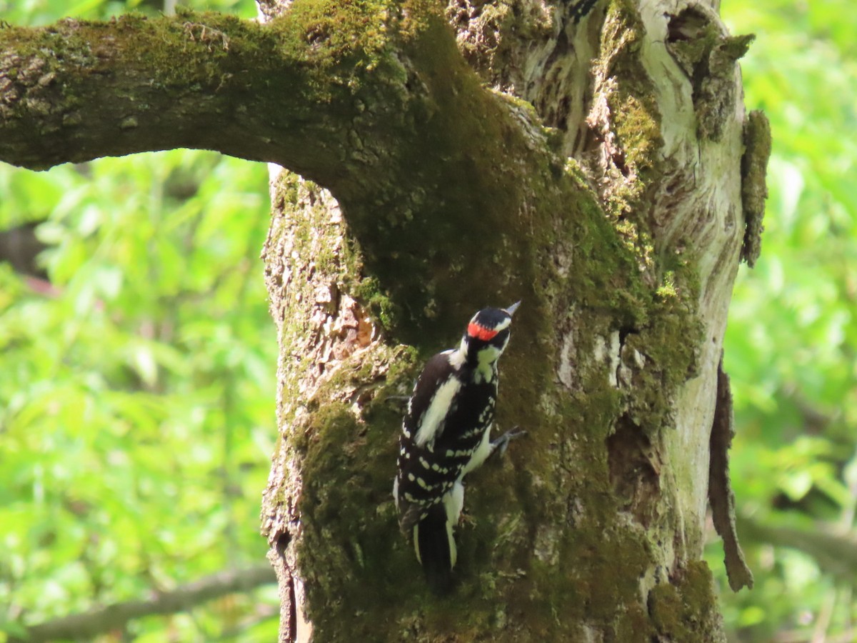 Hairy Woodpecker - Ericka Albright