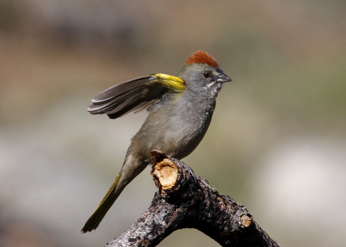 Green-tailed Towhee - William Clark