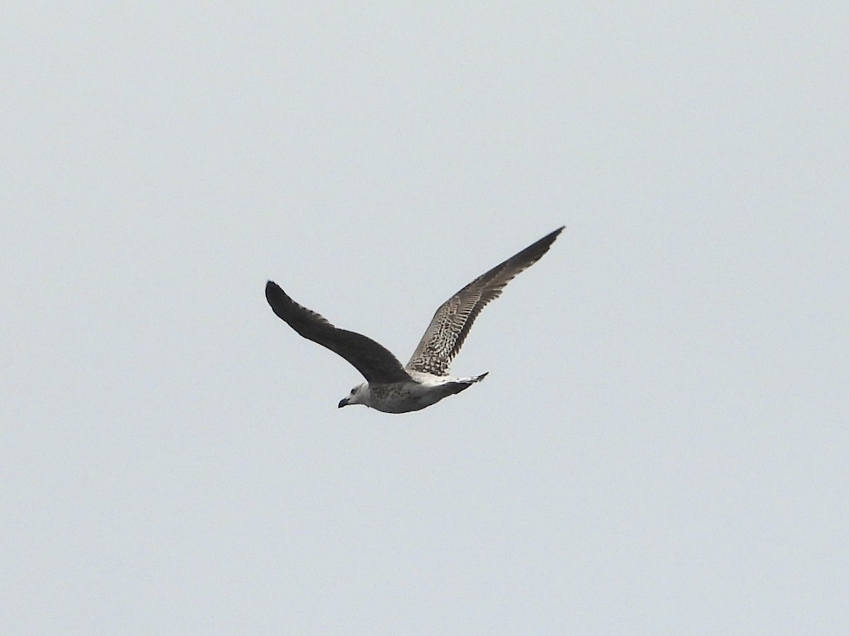 Great Black-backed Gull - Nick Komar