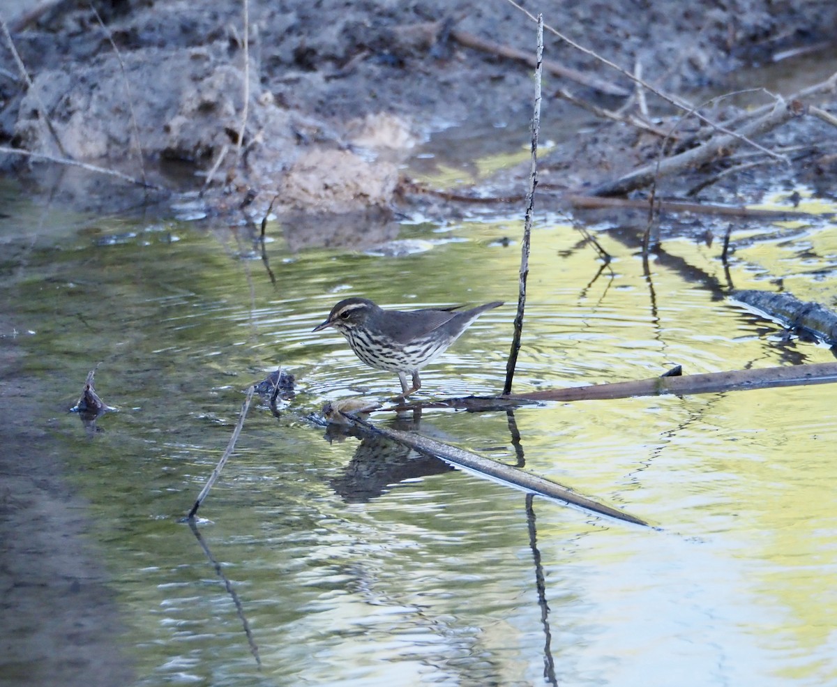 Northern Waterthrush - Bob Nieman