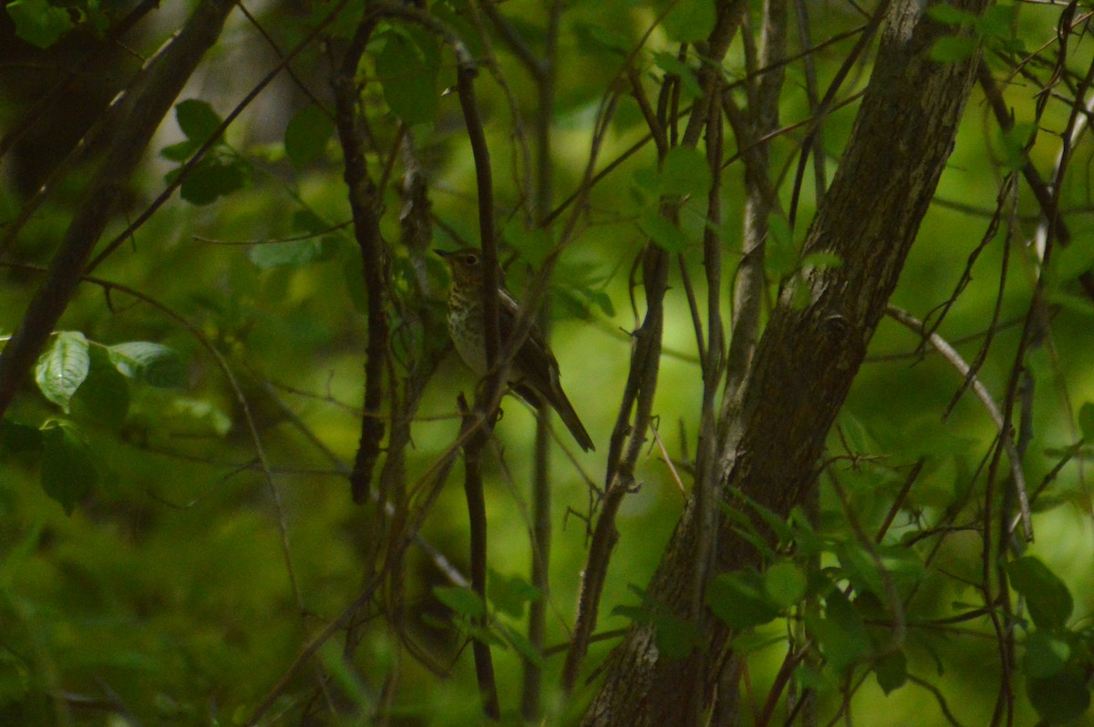 Swainson's Thrush - John Mitchell