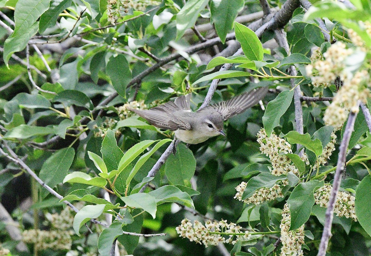 Warbling Vireo - Norman Eshoo