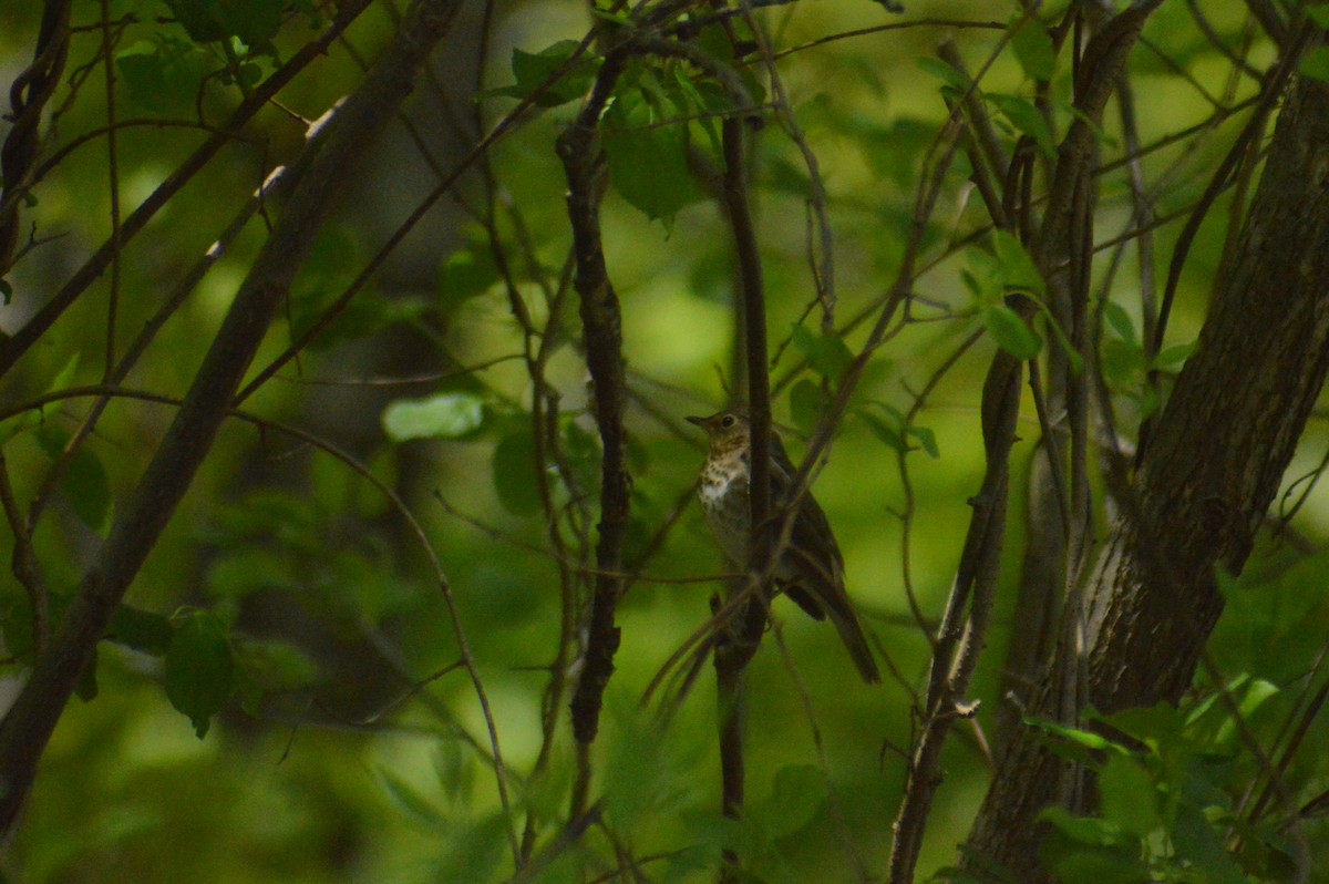 Swainson's Thrush - John Mitchell