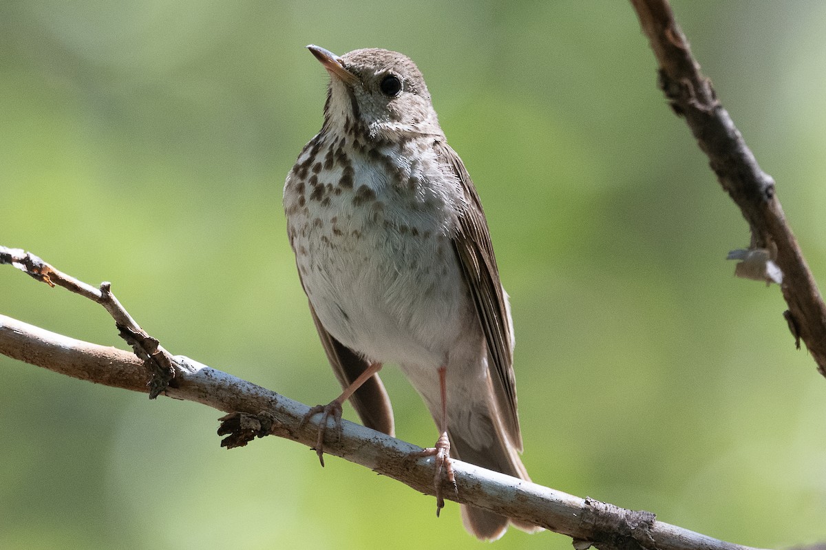 Hermit Thrush - Ken&Fay Broten