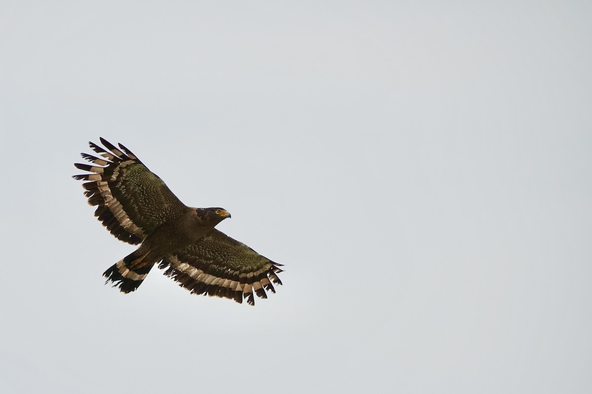 Crested Serpent-Eagle - Chester Yip